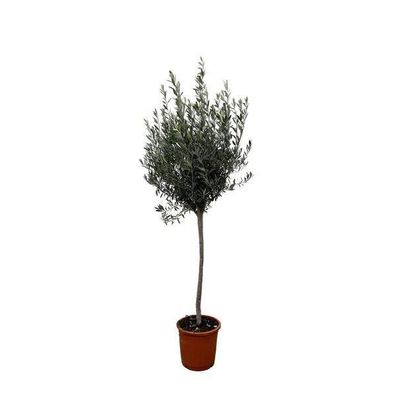 Olea Europaea auf Stiel - 160cm- Ø24