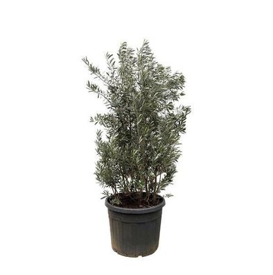Olea Europaea Strauch - 225cm- Ø50