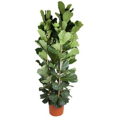 Ficus Lyrata Busch - 250 cm - ø48