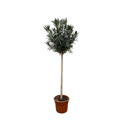 Nerium Oleander auf Stiel mit rosa Blüte - 170cm- ø40