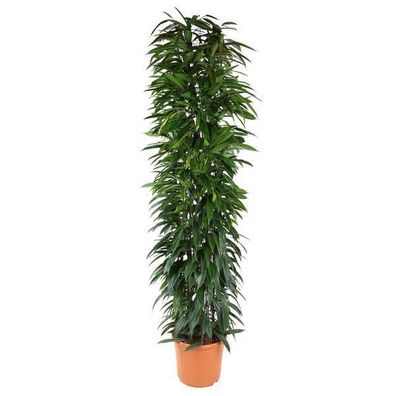 Ficus Alii Königssäule - 200 cm - ø35