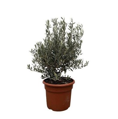 Olea Europaea Strauch - 130 cm - ø35