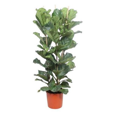 Ficus Lyrata Strauch - 180 cm - ø34