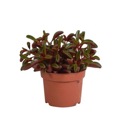 Peperomia graveolens - ohne Topf