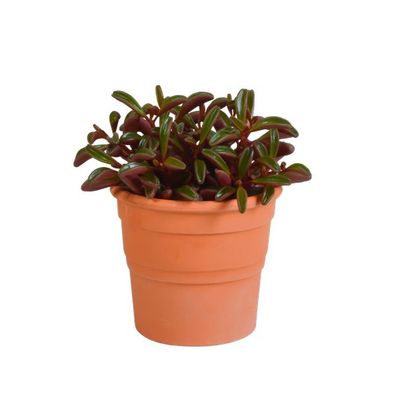 Peperomia graveolens - im Terrakotta-Topf