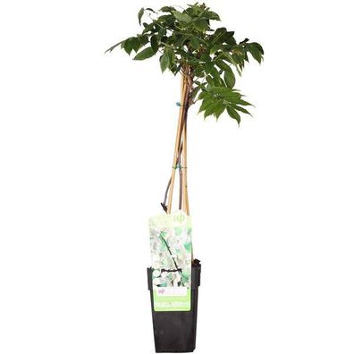 Wisteria floribunda 'Longissima Alba' - Weißer Regen - Ø15cm - ?65cm