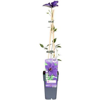 Clematis The President - Clematis Lila - Ø15cm - ?65cm