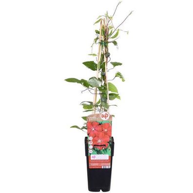 Clematis Hagley Hybrid - Clematis Rood - Ø15cm - ?65cm