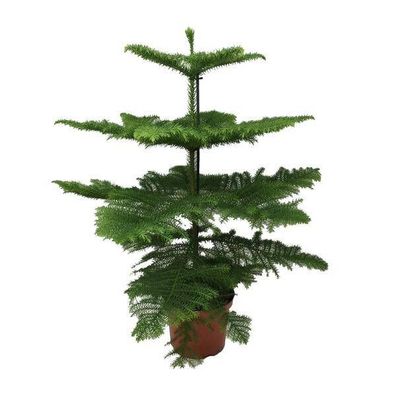 Araucaria Heterophylla - Ø21cm - ?70cm