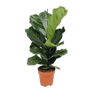 Ficus Lyrata - Ø17cm - ?75cm