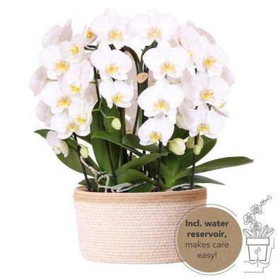 weißes Orchideen-Set im Baumwollkorb inkl. Wassertank - drei geschwungene weiße Orchi
