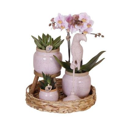 Komplettes Pflanzenset Romantik - Grünpflanzen mit rosa Phalaenopsis-Orchidee inkl. K