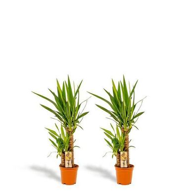 2x Yucca - ?90cm - Ø17cm