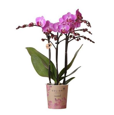 Kolibri Orchids - Lila/rosa Phalaenopsis Orchidee - Mineral Vienna - Topfgröße Ø9cm