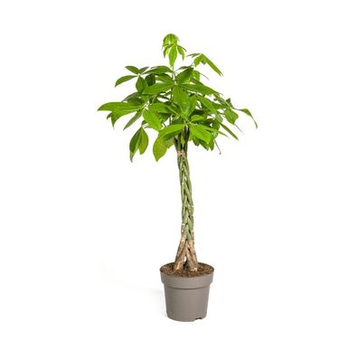 Pachira Aquatica - Glückskastanie - Zimmerpflanze - Ø27cm - ?140-150cm