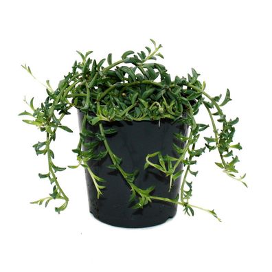 Senecio peregrinus Delphin-Pflanze Delfinhalskette sukkulente Hängepflanze 12cm