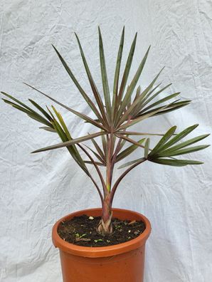 Bismarckia nobilis im 30 cm Topf
