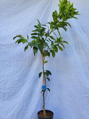 Citrus Naranjo chocolate im 16 cm Topf