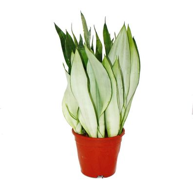 Sansevieria trifasciata "Moonshine" silberner Bogenhanf Solitärpflanze im 17cm