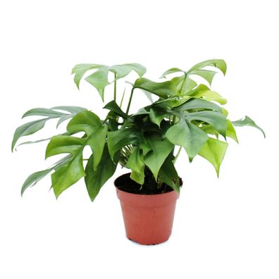 Monstera minima - Fensterblatt - 15cm Topf