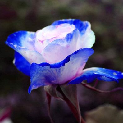 30Pcs Premium Blumensamen, Rosensamen Duftende Seltene Pflanzen Blau-rosa Blüte Deskt