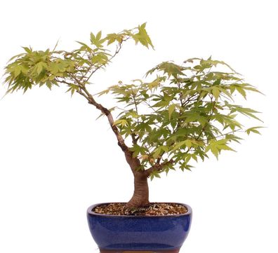 Bonsai - Acer palmatum, Japanischer Fächerahorn 218/245