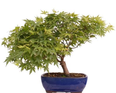 Bonsai - Acer palmatum, Japanischer Fächerahorn 218/247