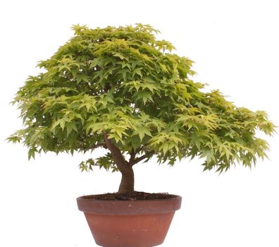 Bonsai - Acer palmatum, Japanischer Fächerahorn 218/251