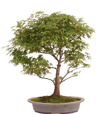 Bonsai - Acer palmatum, Japanischer Fächerahorn 218/252