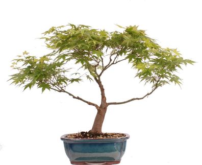 Bonsai - Acer palmatum, Japanischer Fächerahorn 218/249