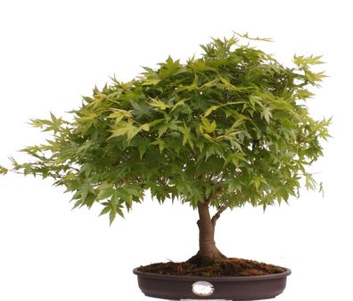 Bonsai - Acer palmatum, Japanischer Fächerahorn 218/246