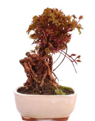 Bonsai - Parthenocissus tricuspidata, Dreispitzige Junfernrebe 224/56