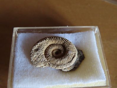 Flacher Stein versteinerte Schnecke Wurm Fossil klein ca. 27x 19 mm