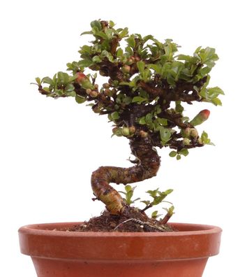 Mame-Bonsai - Chaenomeles japonica 'Chojubai' - Japanische Zierquitte 226/25