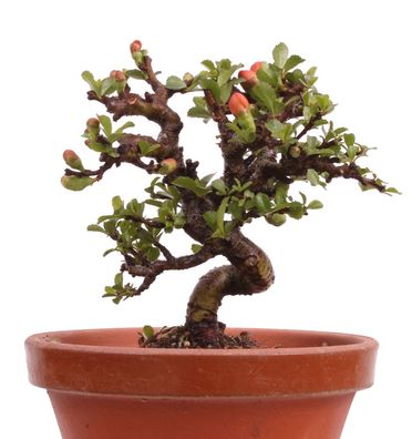Mame-Bonsai - Chaenomeles japonica 'Chojubai' - Japanische Zierquitte 226/26
