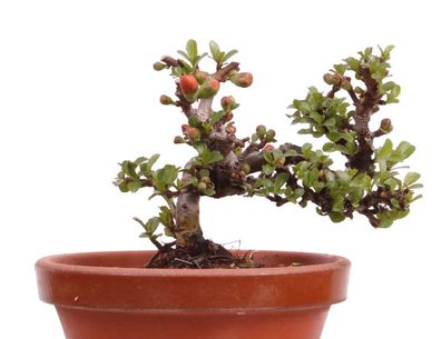 Mame-Bonsai - Chaenomeles japonica 'Chojubai' - Japanische Zierquitte 226/21