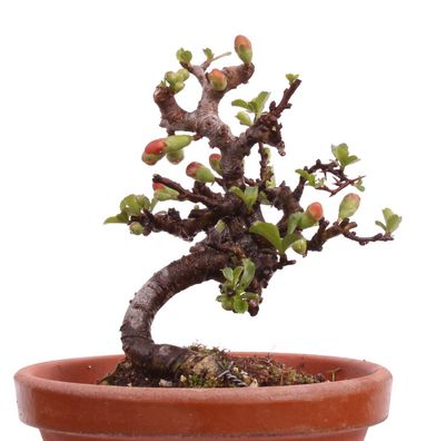 Mame-Bonsai - Chaenomeles japonica 'Chojubai' - Japanische Zierquitte 226/19