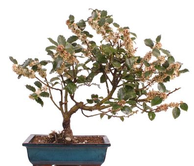 Bonsai - Ilex meservae, Stechpalme 216/58