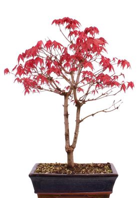 Bonsai - Acer palmatum Deshojo, roter Fächerahorn 209/59