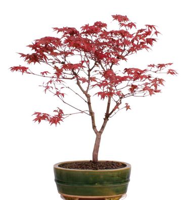 Bonsai - Acer palmatum Deshojo, roter Fächerahorn 209/43