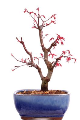 Bonsai - Acer palmatum Deshojo, roter Fächerahorn aus Japan 226/05
