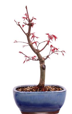 Bonsai - Acer palmatum Deshojo, roter Fächerahorn aus Japan 226/07