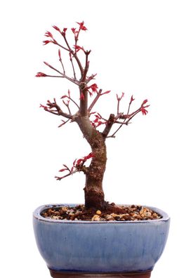 Bonsai - Acer palmatum Deshojo, roter Fächerahorn aus Japan 226/09