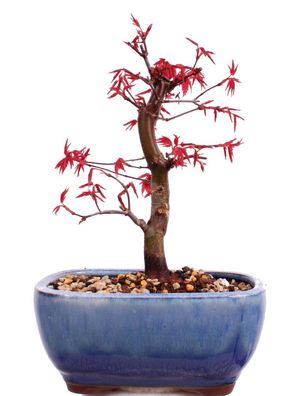 Bonsai - Acer palmatum Deshojo, roter Fächerahorn aus Japan 226/11