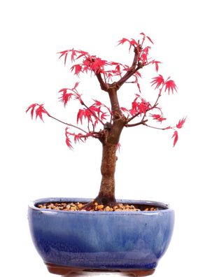Bonsai - Acer palmatum Deshojo, roter Fächerahorn aus Japan 226/12