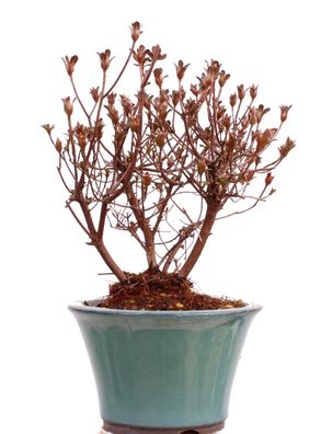 Bonsai - Jap. Satsuki Azalee , Rhododendron indicum 226/35
