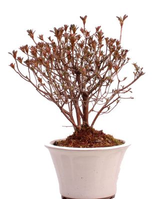 Bonsai - Jap. Satsuki Azalee , Rhododendron indicum 226/37