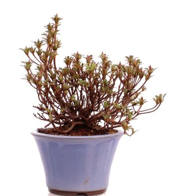 Bonsai - Jap. Satsuki Azalee , Rhododendron indicum 226/38