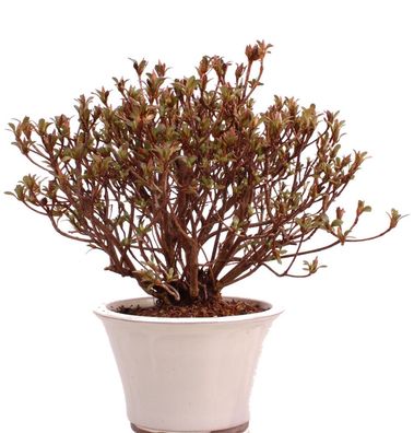 Bonsai - Jap. Satsuki Azalee , Rhododendron indicum 226/39