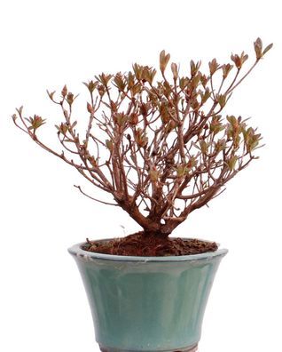 Bonsai - Jap. Satsuki Azalee , Rhododendron indicum 226/40
